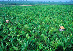 Indo Palm Oil Pledge