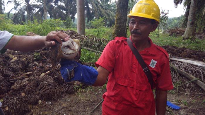 Asian Agri Integrated Pest Management