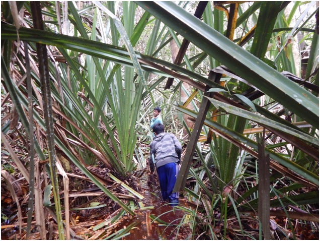 [Guest Blog] Behind the Scenes of Ecosystem Restoration: A Salute to the Field Teams working on Restorasi Ekosistem Riau (RER) by Dr Tony Whitten