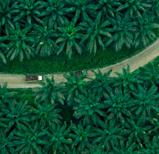 Fresh fruit bunches being collected from an oil palm plantation